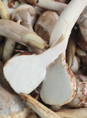 包邮 宝应茨菇 黄白慈姑 白玉茨菇 茨菰 时令生鲜 国家地标农产品