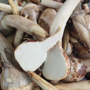 包邮 宝应茨菇 黄白慈姑 白玉茨菇 茨菰 时令生鲜 国家地标农产品