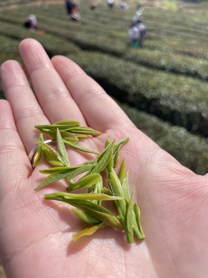 24年日照绿茶 新茶 春茶头采 豌豆鲜茶香浓郁 包邮