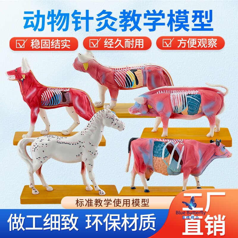 狗体针灸 狗体解剖模型 动物解剖穴位模型 宠物狗犬 兽医教学模型