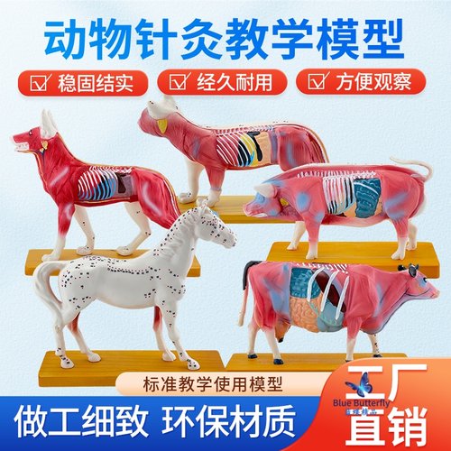 蓝蝶模型动物针灸解剖猫狗马牛猪