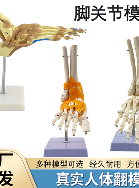 1:1脚关节模型 脚部骨骼模型足关节 足骨 脚骨模型 脚部解剖结构