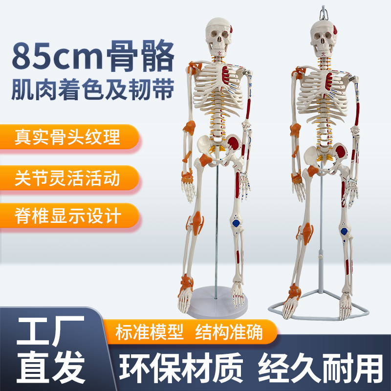 蓝蝶模型85cm仿真人体骨骼模型