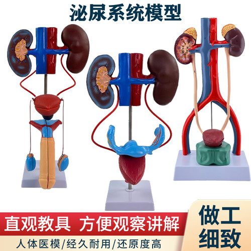蓝蝶模型男女性泌尿生殖系统