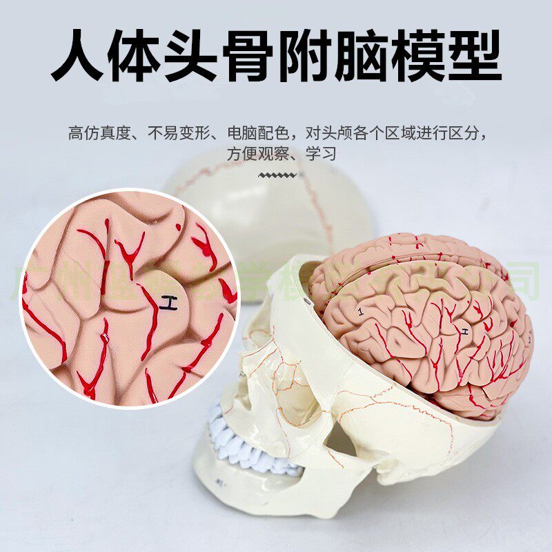 Mẫu vật kèm não xương sọ đầu người mô phỏng mô hình giải phẫu sọ não khoa thần kinh sọ đầu chỉ may xương có thể tách ra