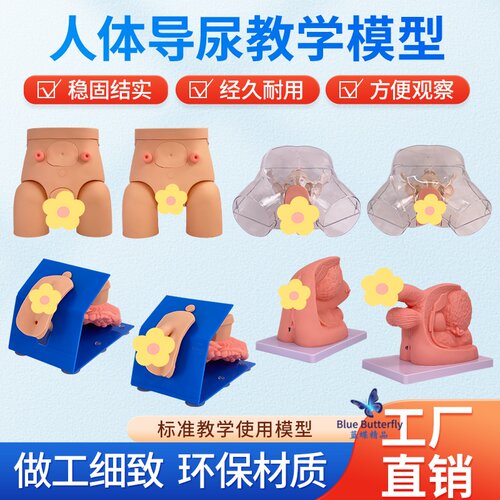 蓝蝶模型高级导尿可互换生殖