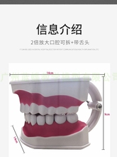 Зубы пластиковые фото