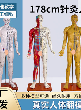 人体针灸穴位经络模型蓝蝶178CM