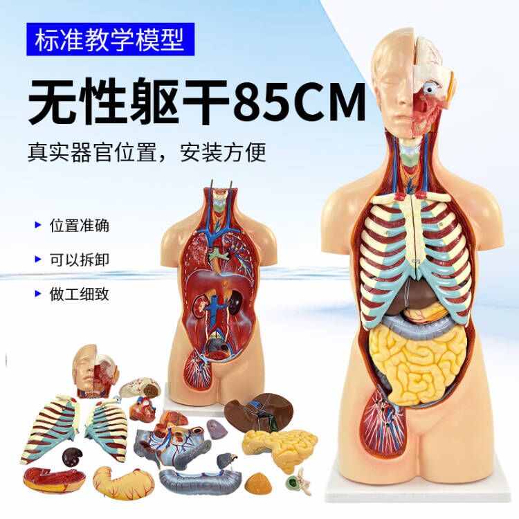 蓝蝶模型85CM无性躯干解剖教具