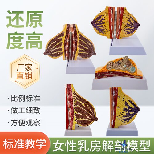蓝蝶模型静止期乳房解剖乳腺