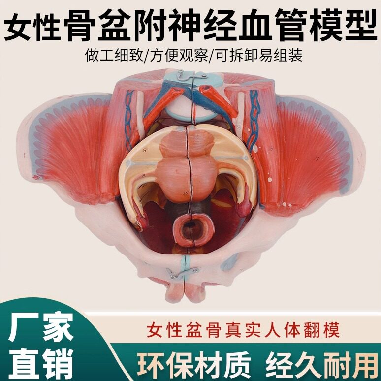 蓝蝶高级女性骨盆附神经血管肌肉