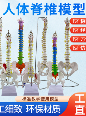 人体脊柱模型1:1成人医学正骨练习骨骼模型颈椎腰椎脊椎骨架模型