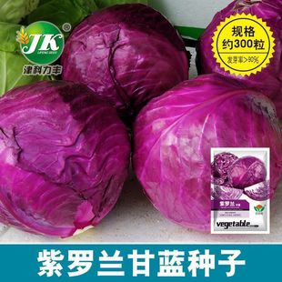 紫甘蓝菜种包菜种籽菜种子籽种苗孑紫包菜籽卷心菜大头包心菜秧苗