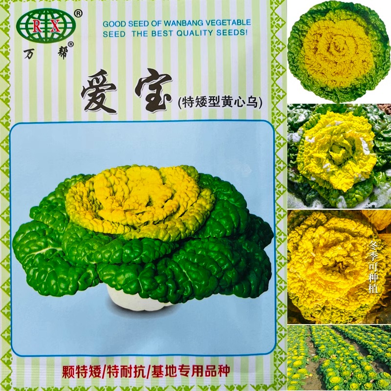 黄心乌塌菜种子耐寒黄金菜菊花心白菜种籽鸡蛋黄易种黄心乌遍地金