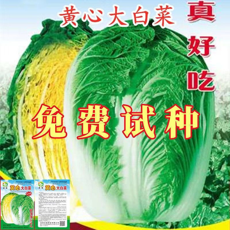 黄心白菜种子黄芯秋播大白菜种籽冬储白菜耐寒秋冬季蔬菜种子大全