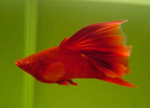 红箭鱼观赏鱼活体红剑鱼高鳍红箭鱼高鳍红剑菊花帆狼牙帆菊花帆