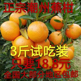 正宗潮州柑焦柑当天现摘现发潮汕本地焦柑带叶发货应季年柑橘吉