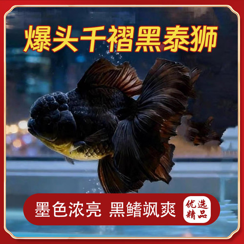 【八宝邹鱼房甄选】高端精品爆头千褶黑泰狮18-20cm