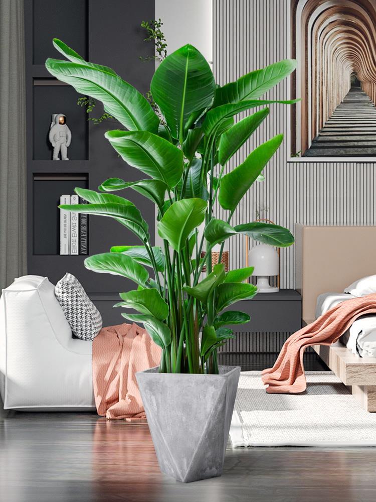 客厅旺宅绿植大型花卉室内花好养活四季常青大盆栽耐寒真花吸甲醛