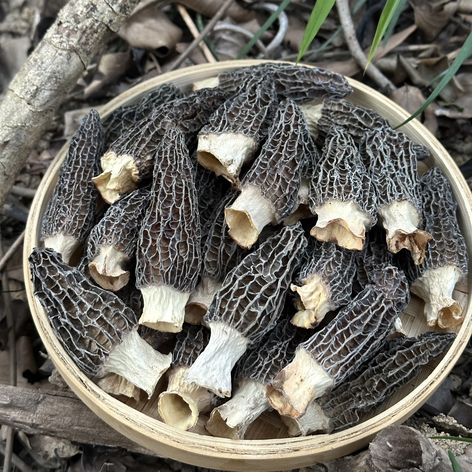 羊肚菌头茬剪柄营养干货特级