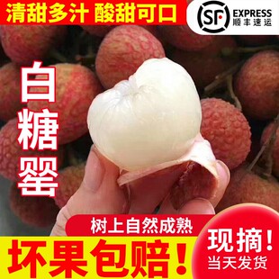 广东增城白糖罂荔枝新鲜大果10斤包邮装当季水果现摘现冷链包邮