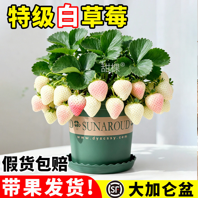 白草莓苗秧盆栽带果带盆特大号奶油草莓四季结果天使淡雪慕颜新苗,鲜花速递/花卉仿真/绿植园艺,绿植,淘宝优惠券,粉丝福利购,淘宝优惠卷