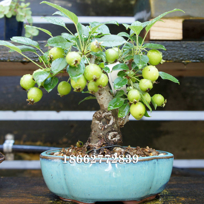 姬苹果盆景 微型小品盆栽 日本素材苗 矮霸壮掌上小老桩 花果盆景
