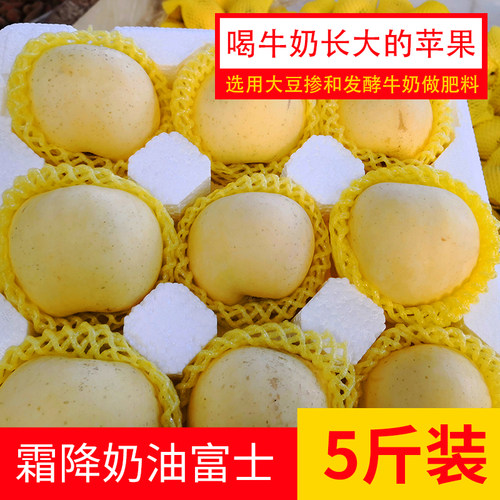 山东烟台奶油富士苹果每天现摘