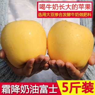 山东烟台霜降黄金奶油富士苹果通货4.5-5斤包邮新鲜水果脆甜金帅