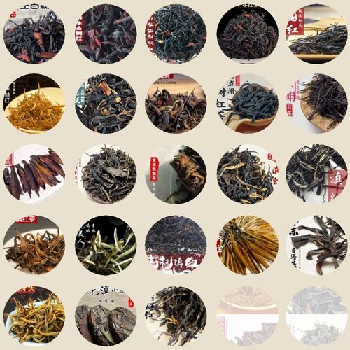 样品试喝云南野生古树红茶老树茶