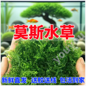 散装 莫斯水草植物鱼缸鱼草造景摆件沉木石头点缀淡水阴性水草好养