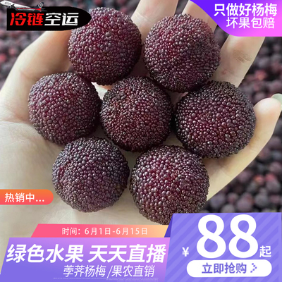 正宗仙居高山新鲜现摘现发黑炭杨梅荸荠杨梅鲜果浙江孕妇台州礼盒