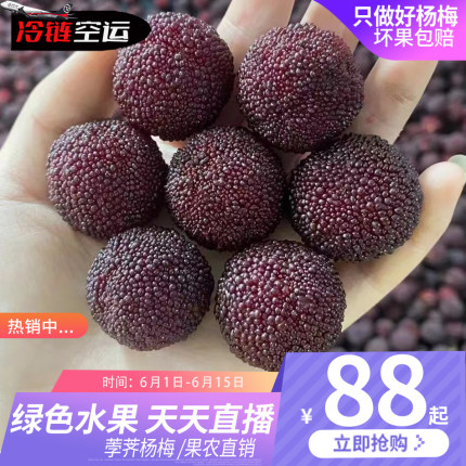 正宗仙居高山新鲜现摘现发黑炭杨梅荸荠杨梅鲜果浙江孕妇台州礼盒