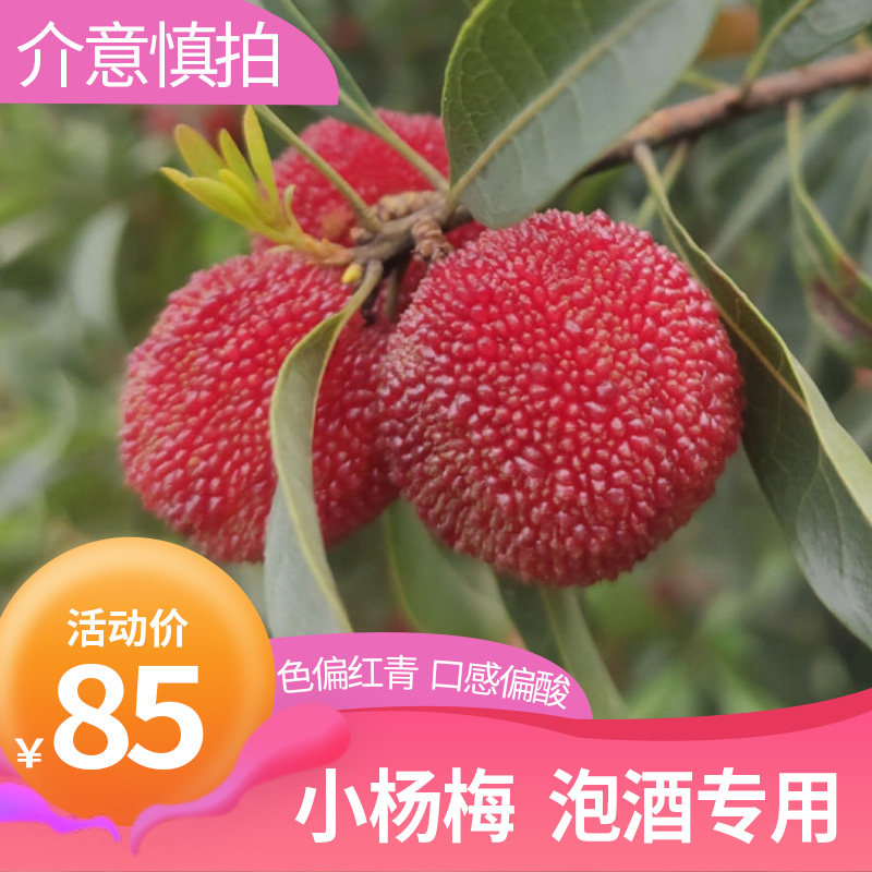 仙居荸荠黑炭杨梅新鲜泡酒专用偏红偏酸果园直发
