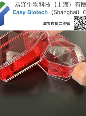 MDA-MB-435S培养 可传代