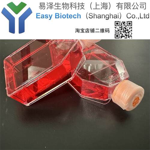 NCI-H1944培养可传代