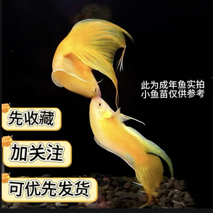 中国斗鱼招财黄金玄黄斗鱼活体活鱼小金鱼好养耐养冷水淡水观赏鱼