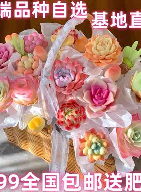 多肉植物网红水培小盆栽批发豪华套装多肉组合绿植花卉园艺