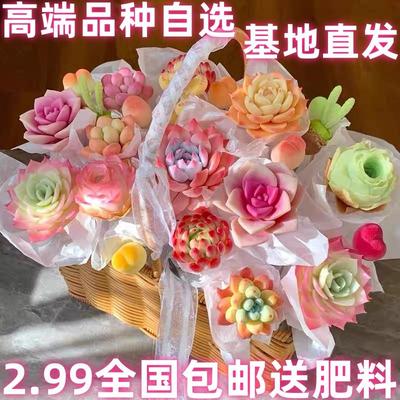 阳台好养美观多肉植物