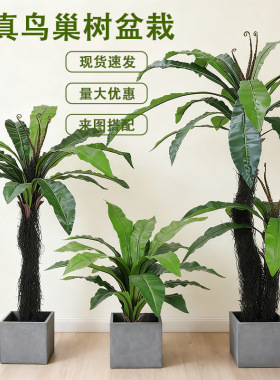 仿真绿植鸟巢树盆栽室内阳台落地装饰酒店橱窗造景摆件鸟巢蕨假树