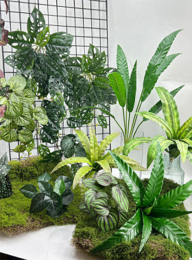 仿真鸟巢蕨植物墙配材小盆景装饰鸟蕨热带雨林铁角蕨酒店造景叶子
