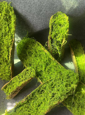 创意青苔树皮多肉苔藓摆放仿真植物森系造景艺术热带雨林场景装饰