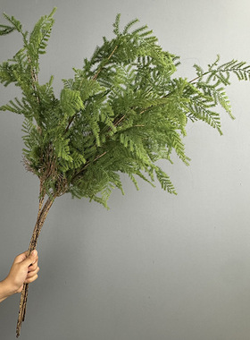 仿真文竹 中式家居花艺软装绿植盆栽蕨类植物摄影道具南洋杉松枝