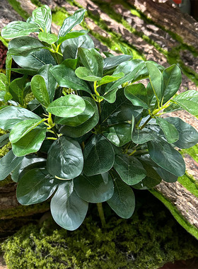 7叉冬青叶植物墙配材仿真福禄桐小区园林绿景装饰杨梅叶厂家