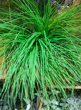 精品长青草韭菜仿真水草植物墙配材河葱草家居饰品麦芽草厂家