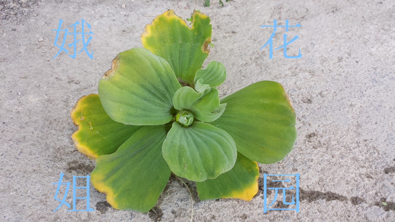 水芙蓉葫芦珊瑚满江红牡丹浮萍圆心槐叶兔耳萍 宠物/宠物食品及用品 水草 原图主图