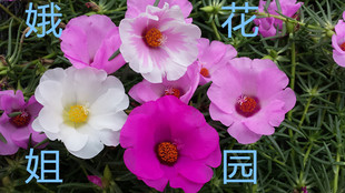 针叶4色大花单瓣马齿苋半枝莲午时花死不了太阳花枝条带花苞发货