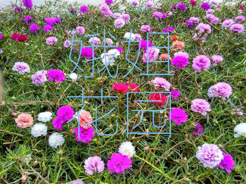 宿根重瓣太阳花苗松叶牡丹枝条小盆栽绿植室外草本花卉庭院植物