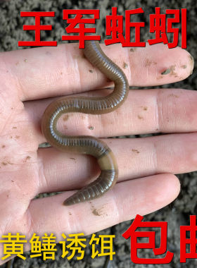 活体江苏黑蚯蚓王军蚯蚓路亚
