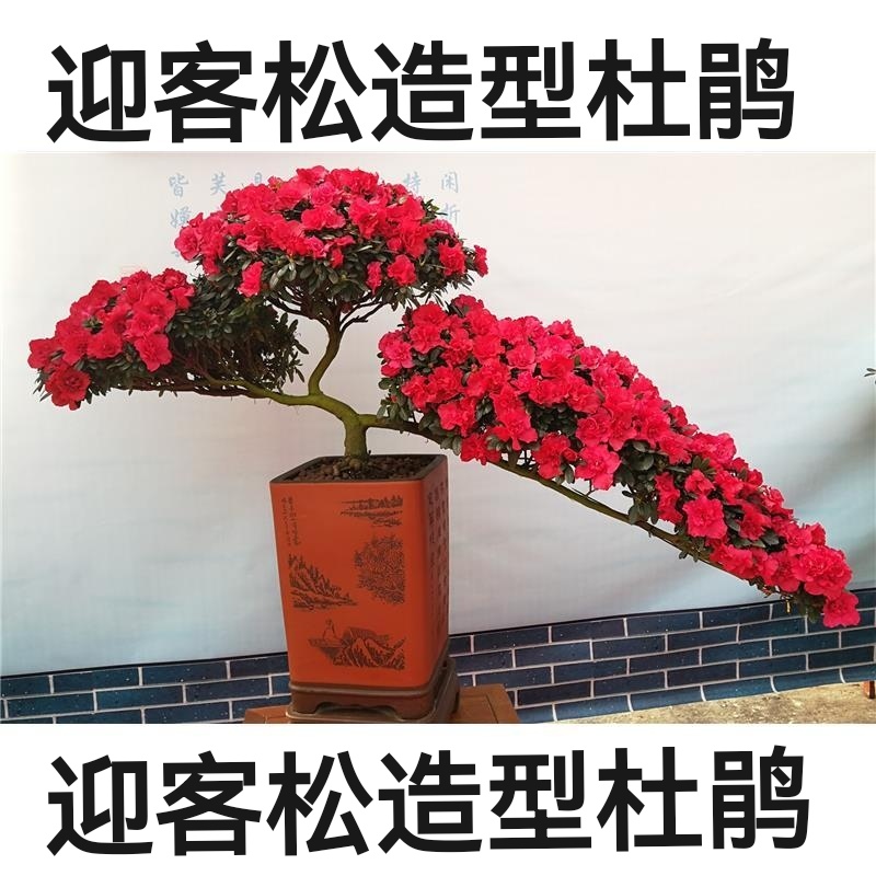 迎客松造型长70公分杜鹃花盆栽悬崖杜鹃四季常青植物年宵花好养